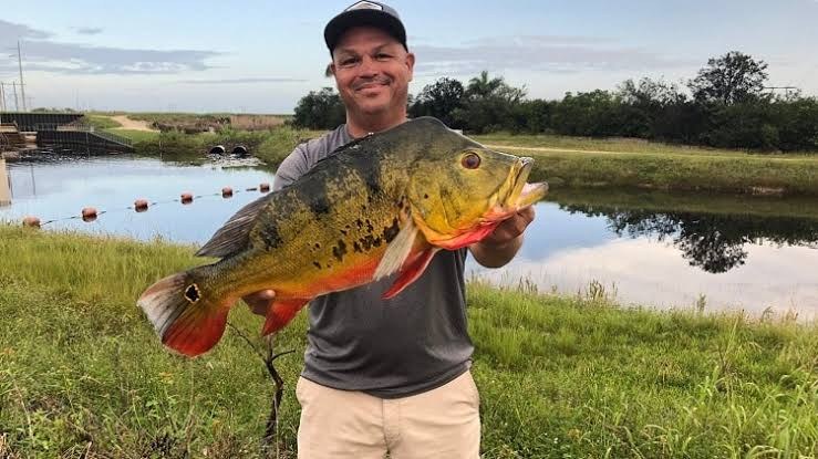 Cliente da Soberano Pesca segurando um tucunaré fisgado com a Ziguinha